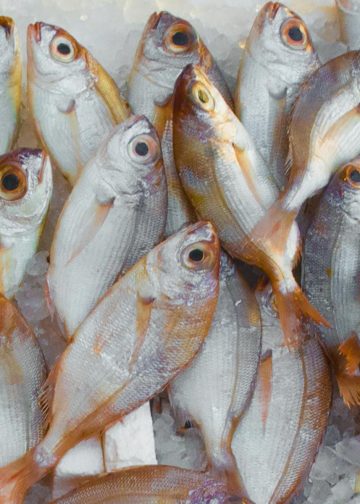 Pile of Fish