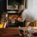 Why Oven-Baking is Better Than Frying