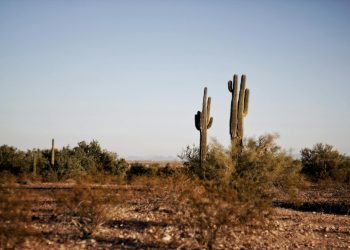 Desert Ecosystems: How Life Thrives in Extreme Conditions