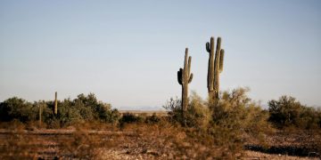 Desert Ecosystems: How Life Thrives in Extreme Conditions
