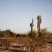 Desert Ecosystems: How Life Thrives in Extreme Conditions Desert Ecosystems: How Life Thrives in Extreme Conditions